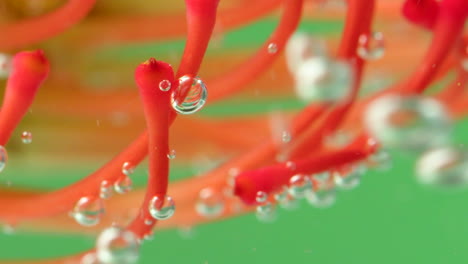 flor de protea roja bajo el agua con burbujas