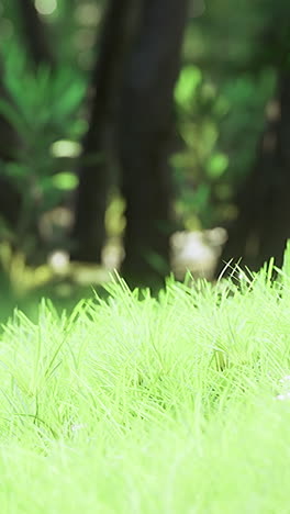bright green grass sways gently in the sunlight on a serene summer afternoon