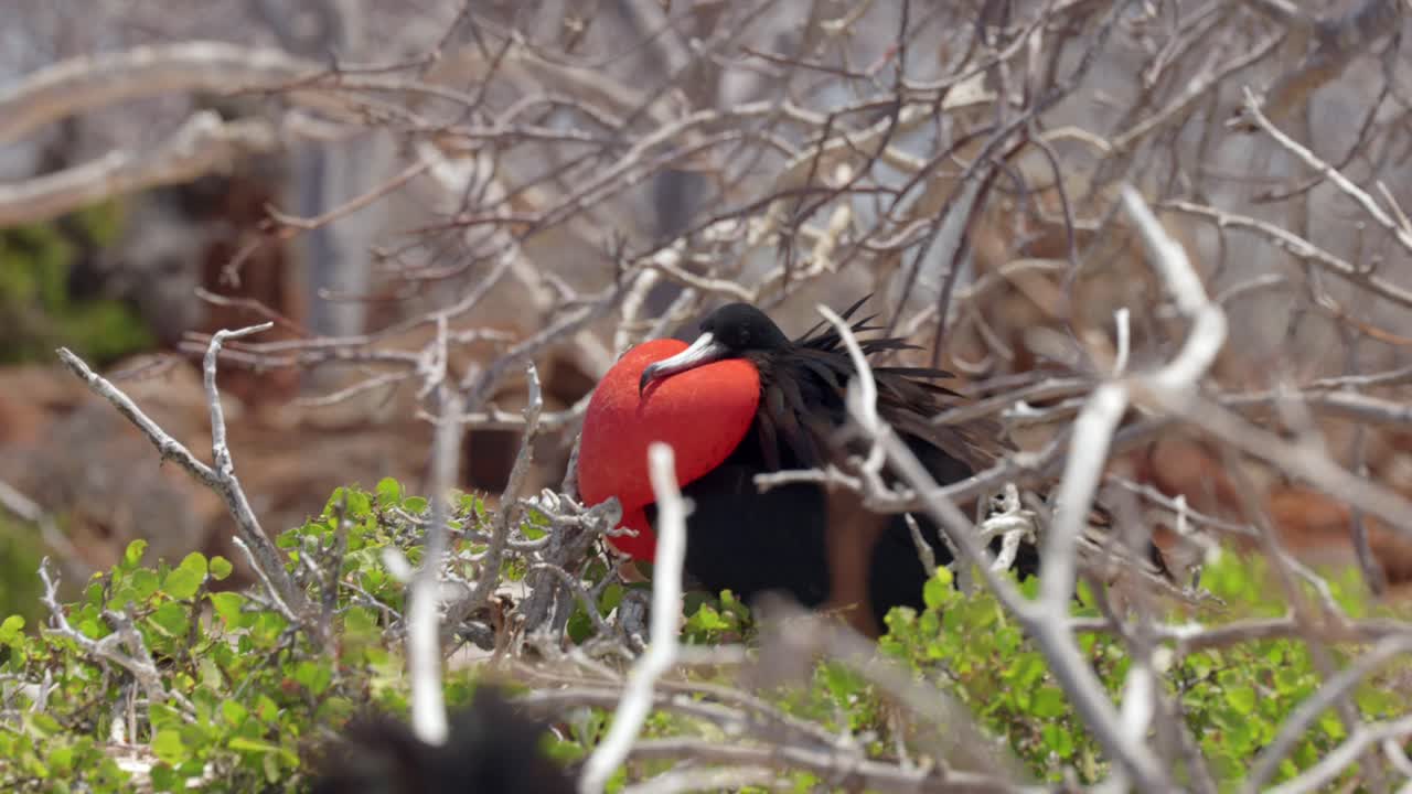A male great frigatebird displaying its inflated red throat sack sits in a tree on North Seymour Island near Santa Cruz in the Gal&aacute;pagos Islands