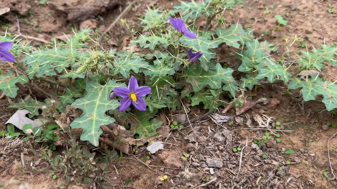 close-up of a Carolina horsenettle (Solanum carolinense) flower with a star-shaped bloom with five petals, typically white or pale purple in color.