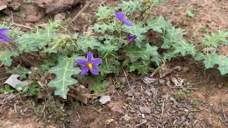 close-up of a carolina horsenettle (solanum carolinense) flower with a star-shaped bloom with five petals, typically white or pale purple in color.