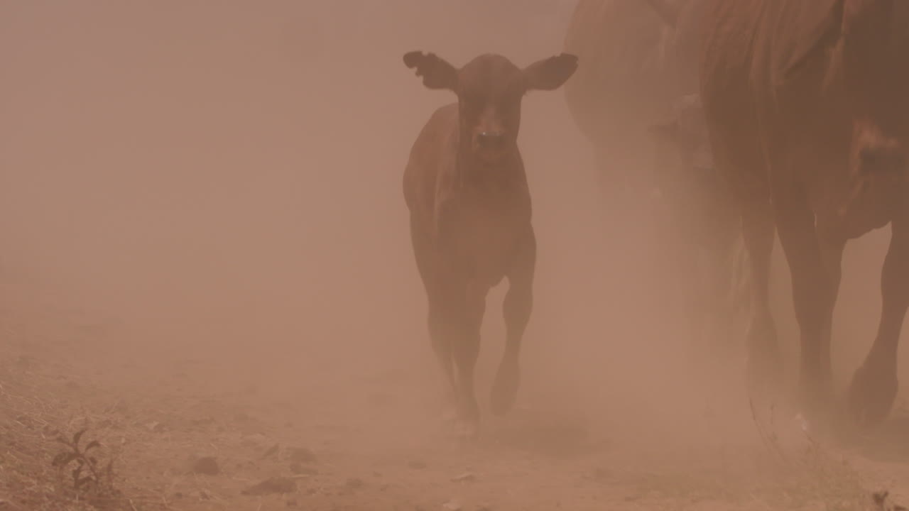 Close up tracking shot of a herd of boran cattle calves running
