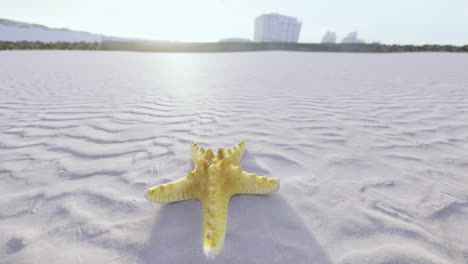 starfish resting on a sandy beach near the ocean during daylight hours