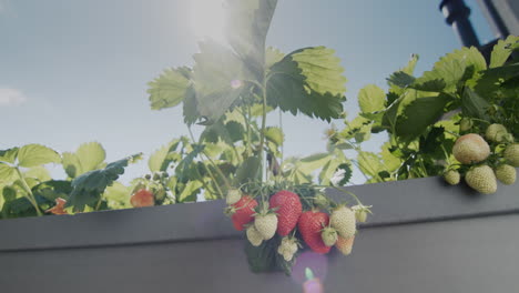 El-Sol-Ilumina-Las-Hermosas-Y-Jugosas-Fresas-Que-Crecen-En-El-Jardín-Holandés-Alto.