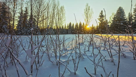 thick snow, twigs poking through with bright sunset shining through conifer trees