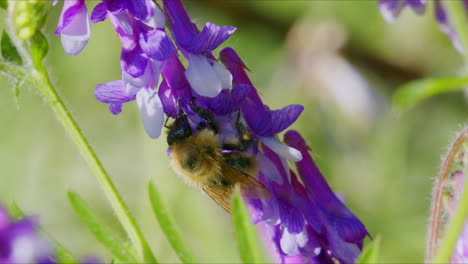 macro wildlife