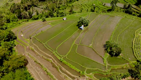 aerial birds eye shot over farming plots in bali, indonesia