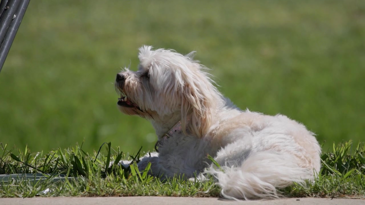 Cane maltese esausto che riposa sull'erba in un affollato parco pubblico in una giornata di sole. Piccolo animale domestico da compagnia giace accanto a un sentiero, ansimando e recuperando dopo l'esercizio mentre si gode l'aria aperta
