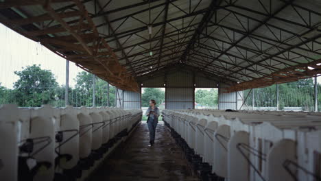 Farmer-checking-calves-feedlots-at-countryside.-Dairy-manufacture-facility.