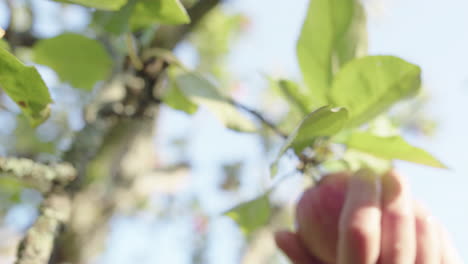 Ripe-hanging-apple-twisted-and-picked-by-caucasian-hand,-close-up-view