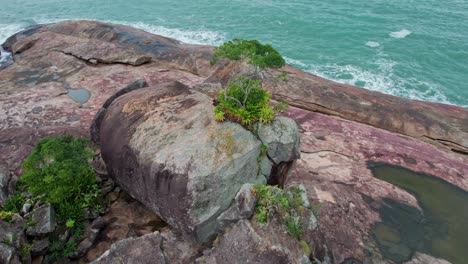 Cámara-Panorámica-Sobre-Una-Pequeña-Planta-Que-Crece-En-El-Acantilado-Rocoso-A-Lo-Largo-De-La-Orilla-Del-Mar