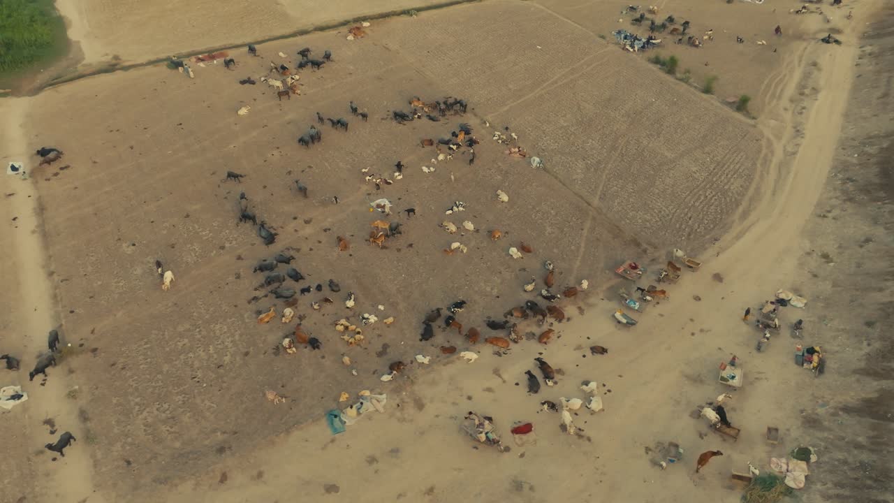 Aerial view showing flood displaced people and livestock seeking refuge in affected area. circle dolly