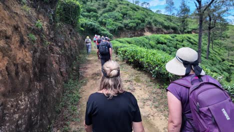 hiking through lush tea plantations in sri lanka