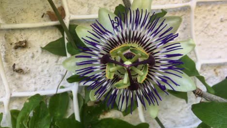 Passion flower blooming on exterior wall, gentle orbital camera movement.