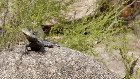 Faule-Eidechse,-Die-Sich-Auf-Einem-Felsen-Sonnt