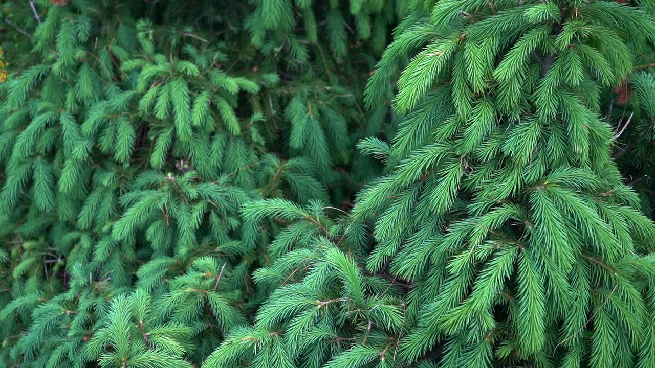 자연 환경에서 picea glauca의 샷을 기울입니다.