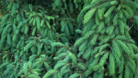 tilt up shot of picea glauca in a natural setting