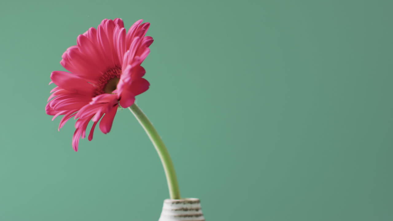 video de una flor de gerbera rosa en un jarrón blanco con espacio de copia en fondo verde