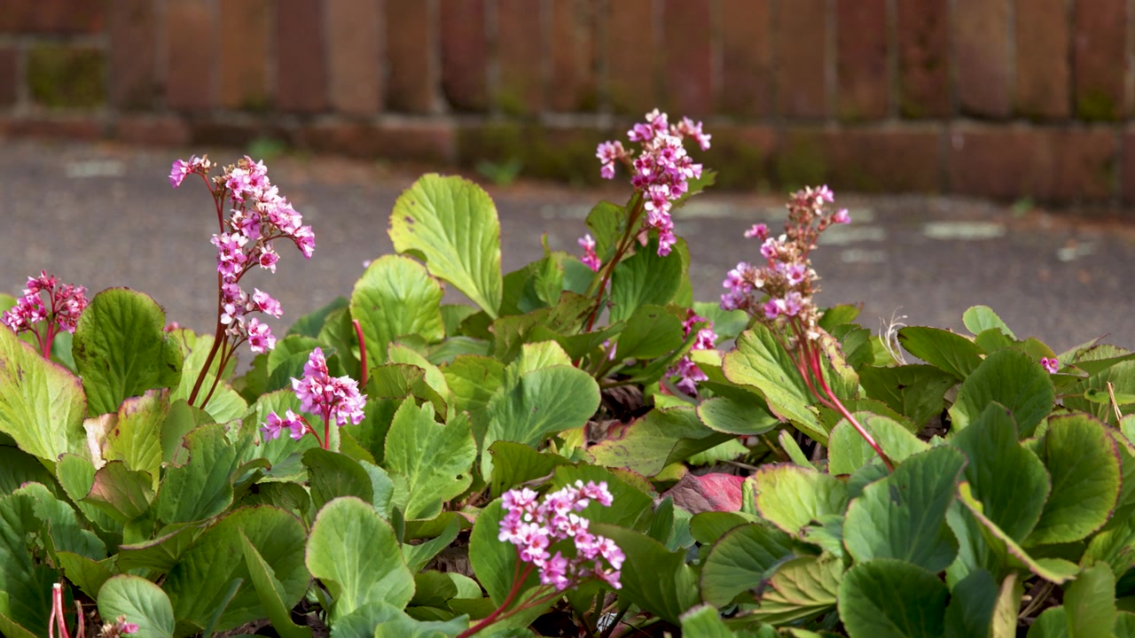 Vibrant pink Bergenia flowers and green leaves sway gently in a sunny spring garden.
