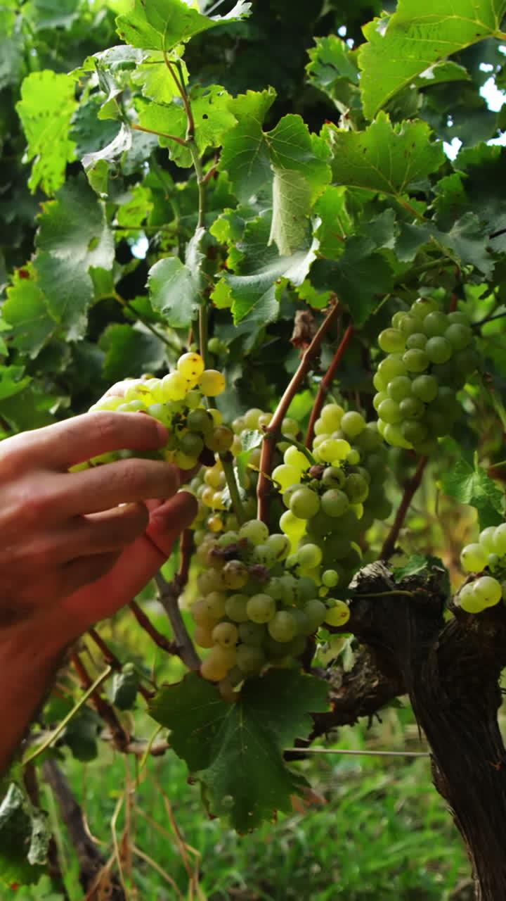 hombre sonriente recogiendo un racimo de uvas en los campos de uvas