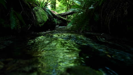 a stream flows through a forest 9