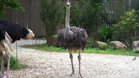 avestruz común hembra, struthio camelus con plumas de color gris pardusco caminando, mirando y preguntándose por su entorno, movimiento de mano de cerca