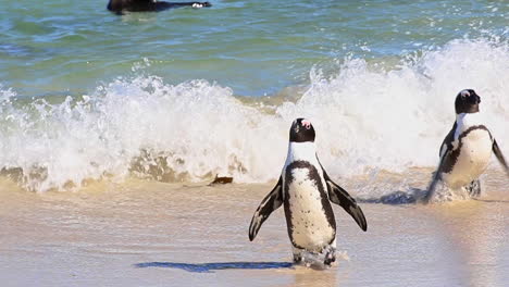 adorables pingüinos africanos en la playa de boulder, simonstown, sudáfrica - primer plano