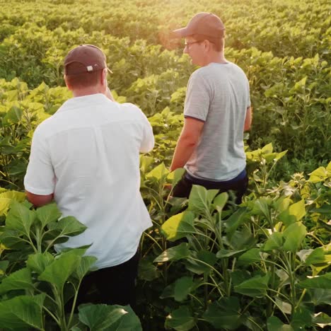 Dos-Jóvenes-Agricultores-Trabajando-En-Un-Campo-Al-Atardecer