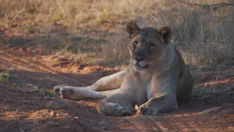 tired lioness dozing sleepily in shade on dirt road in savannah