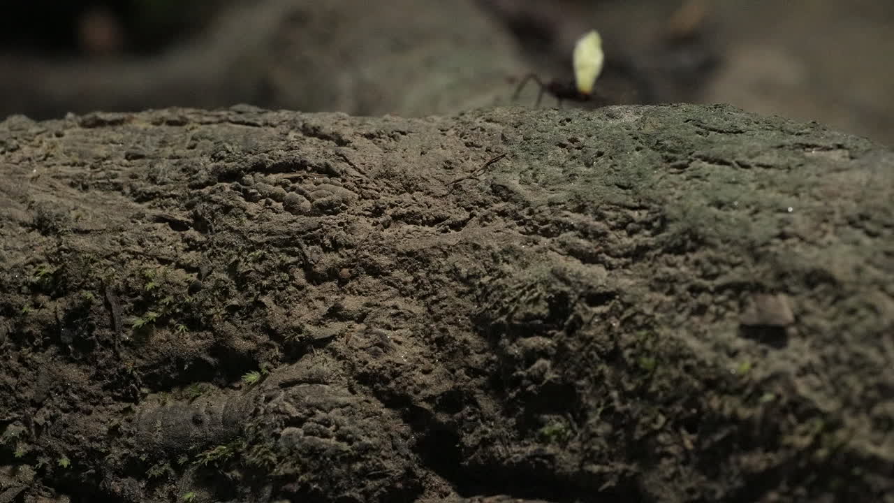 Leaf-cutter ants transporting a flower and leaf across a jungle log