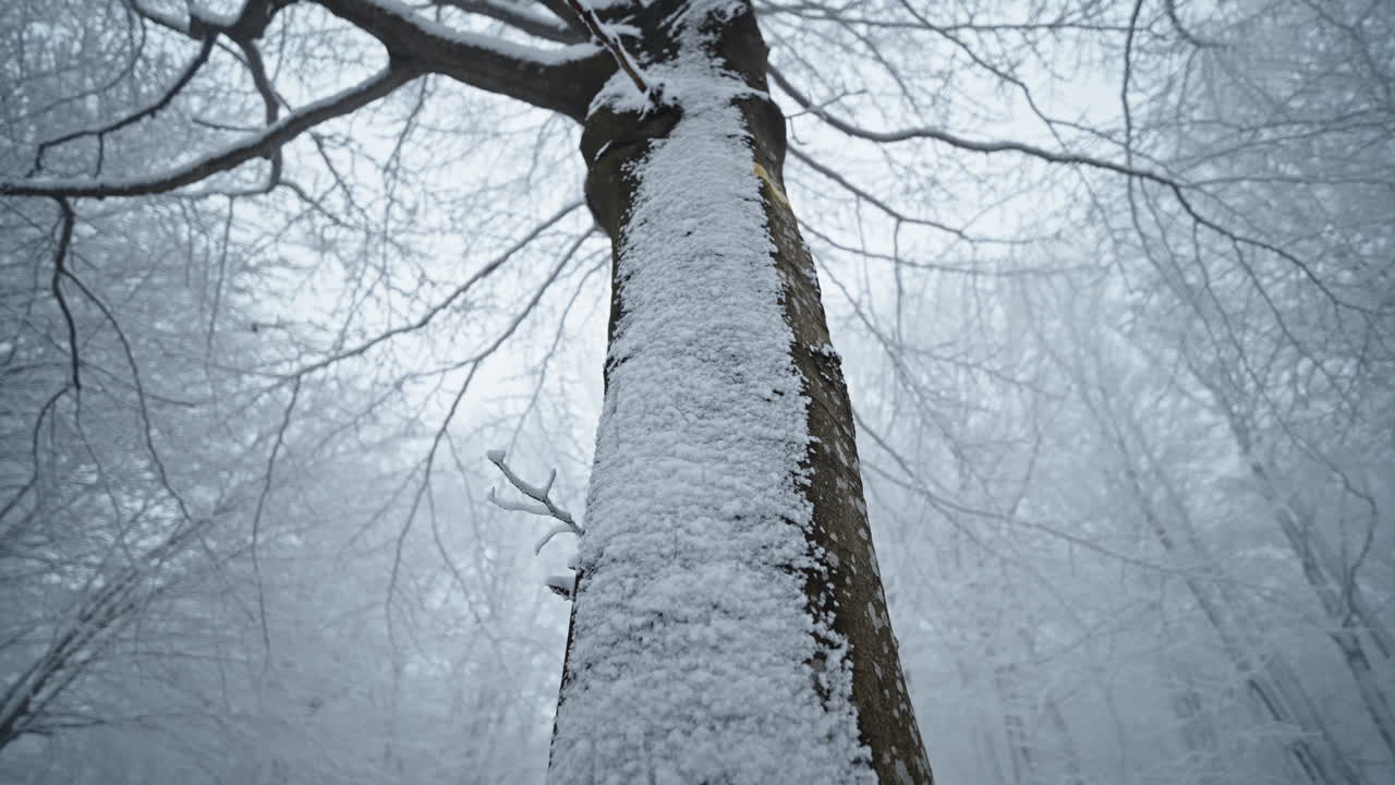 雪に覆われた木の幹 静かな冬の森 霧の空気 平和な気分