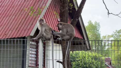 two wild long tailed macaques spotted on the wire fence in residential neighborhood, one yawning while the other monkey picking lice off its hairy fur, eating invertebrates and sniffing its butt