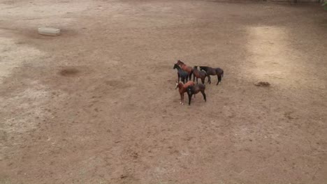 Caballos-|-Carreras-De-Caballos-|-Caballos-De-Carrera-|-Criadero-De-Sementales-En-La-India