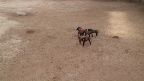 horses | horse racing | race horses | stud farm in india