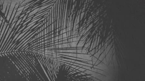 Blumenhintergrundanimation,-Anthrazitgraue-Texturwand,-Verputzte-Wandtextur,-Tropische-3D-Darstellung,-Animierter-Schatten,-Bewegliche-Farne,-Blumenpflanzenzweige,-Palmblätter,-Themenhintergrund-CGI,-Silhouette