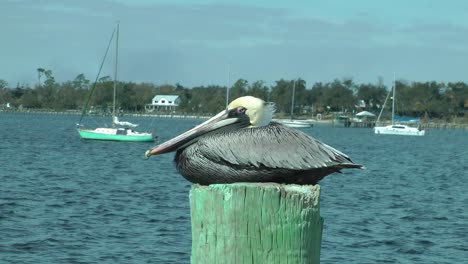 Un-Pelícano-Descansando-En-La-Bahía-En-Un-Día-Soleado-En-El-Puerto-Deportivo-De-St-Andrews-En-La-Ciudad-De-Panamá,-Florida