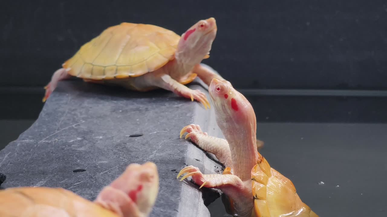 아기 거북이들이 위를 바라보고 있습니다.