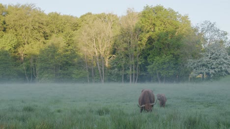 Hochlandrinder-Grasen-Im-Frühen-Morgennebel