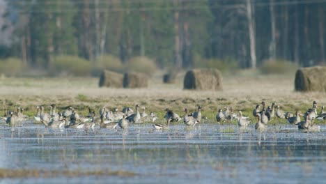 Blässgänse-Ruhen-Während-Des-Frühlingszuges-An-Einem-Sonnigen-Tag-Auf-Einer-überfluteten-Wiese