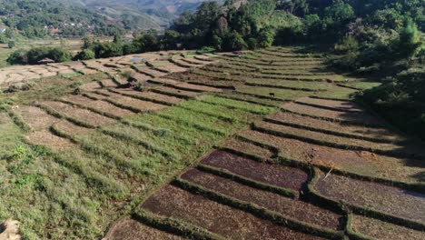 aerial harvested rice paddy fields of asia