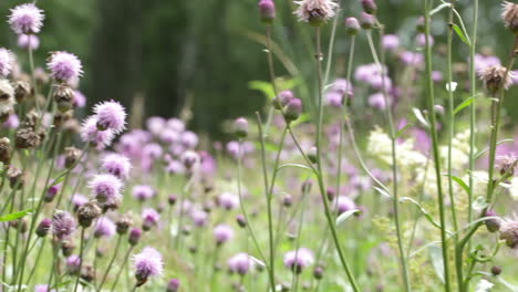 field flowers