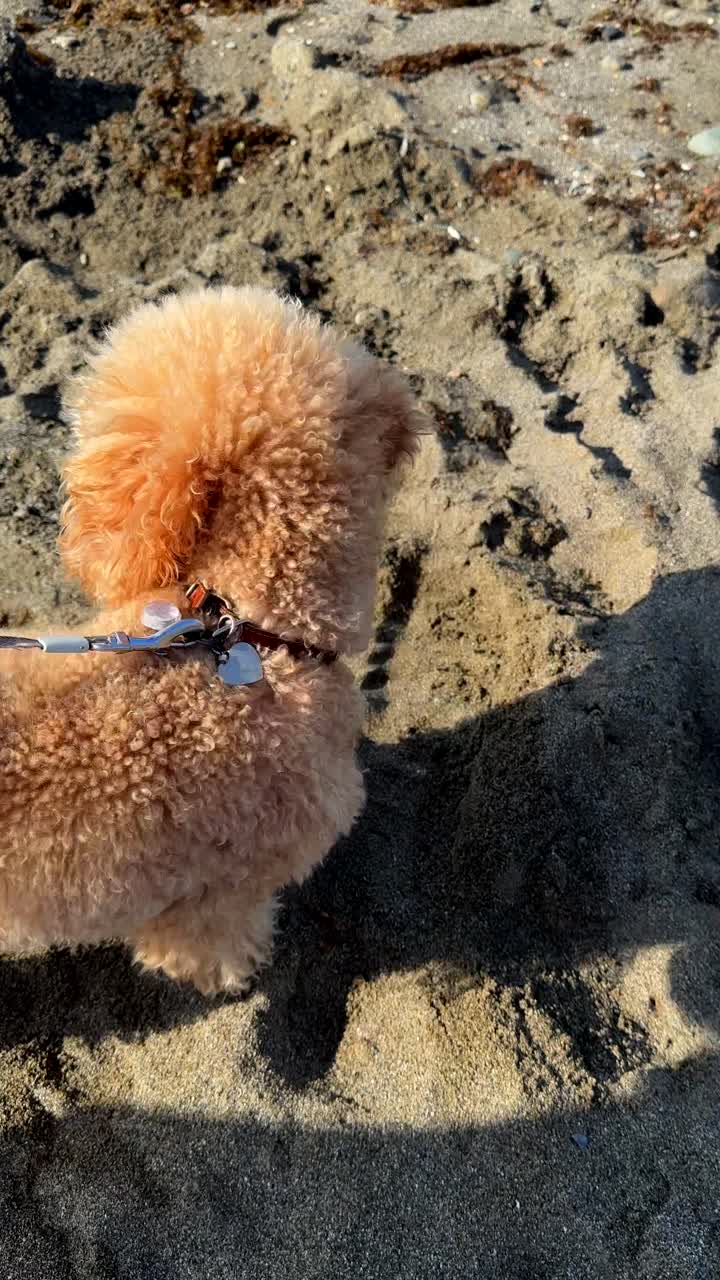 해변의 모래에서 놀고 있는 개