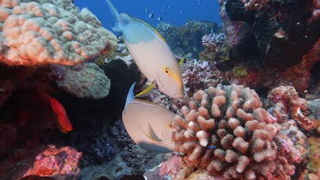 Surgeon-fish-in-a-cleaning-station-on-a-coral-reef-in-crystal-clear-water-of-the-pacific-ocean-in-French-Polynesia