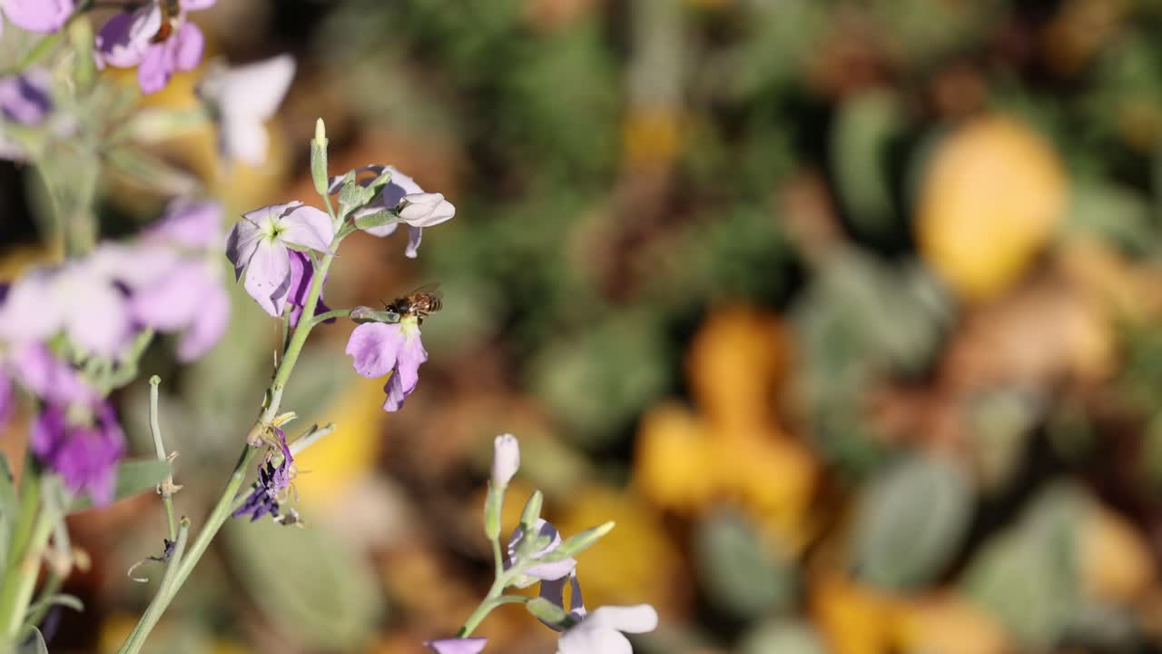 abejas alimentando y polinizando flores en el jardín botánico