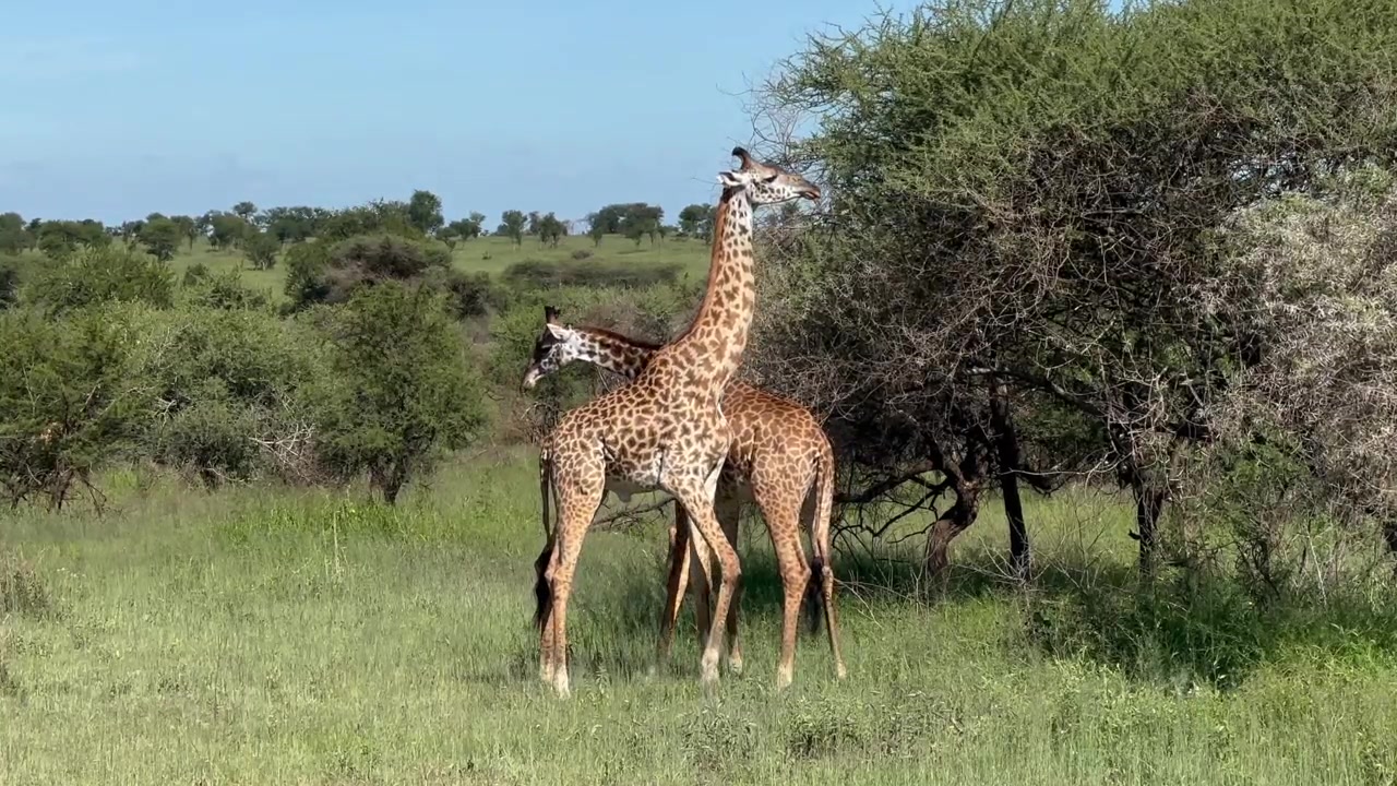 Due giovani giraffe masai maschi (Giraffa tippelskirchi) che si esercitano a combattere tra loro nel Parco Nazionale del Serengeti, Tanzania