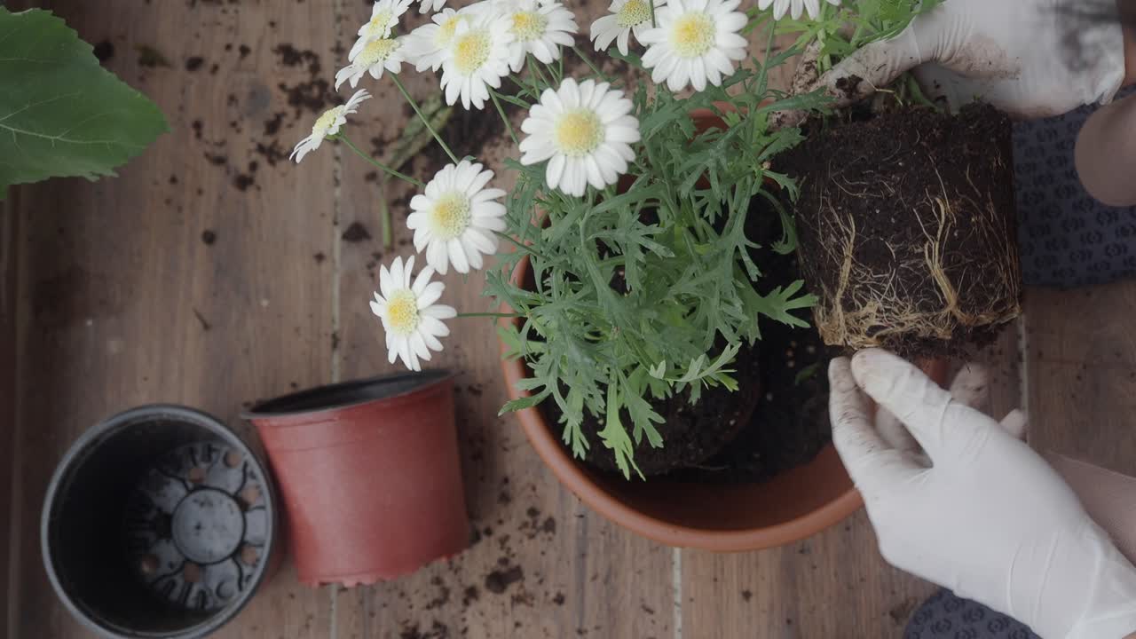 repotamiento de margaritas blancas