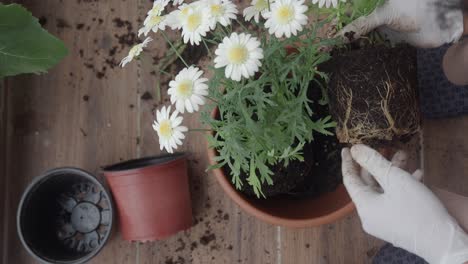 repotting white daisies