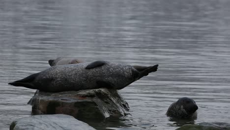 un grupo de focas del puerto jugando
