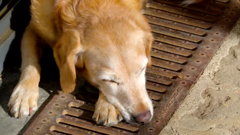 a sleeping dog on the sidewalk of the street