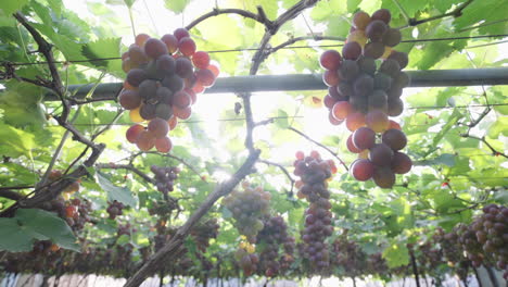 Uvas-Maduras-Cuelgan-De-Las-Ramas,-Haciéndolas-Lucir-Tentadoras-Bajo-La-Luz-Del-Sol